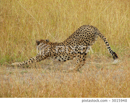 Cheetah to grow 3015948