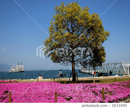 Spring in Nagisa Park, Otsu City, where the turf blooms, Otsu City, Shiga Prefecture 3015995