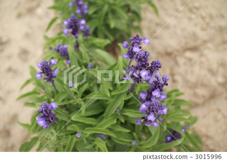 Purple salvia in a flower field, garden plant 3015996