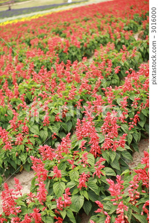 Salvia in the vast flower fields of Furano, Hokkaido tourist spot 3016000