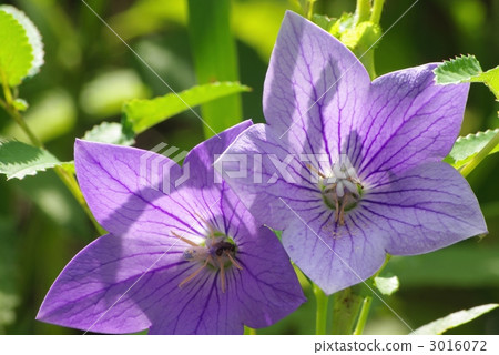 中國桔梗 3016072