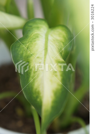 Dieffenbachia, new leaf, marble effect 3016224