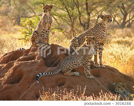 阿里丘特的獵豹 3016288