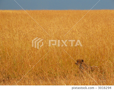 Cheaters lurking in savanna 3016294