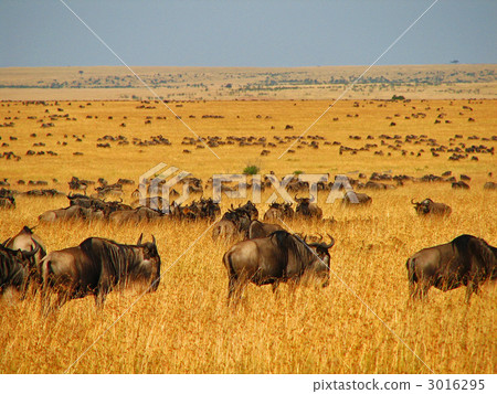 A group of gnuses A group of gnuses 3016295