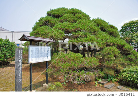 鶴岡步行,Komyoji鶴岡市松島天然紀念碑 鶴岡步行,Komyoji鶴岡市松島天然紀念碑 3016411