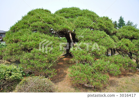 鶴岡步行,Komyoji鶴岡市松島天然紀念碑 鶴岡步行,Komyoji鶴岡市松島天然紀念碑 3016417