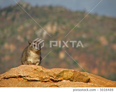 Hilux生活在一個多岩石的地方 Hilux生活在一個多岩石的地方 3016489