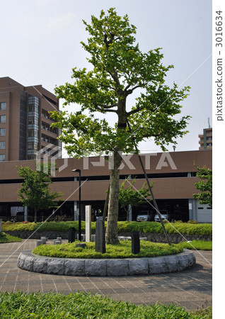鶴岡步行·希波克拉底樹 3016634