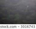 a single flower, morning haze, morning mist 3016743
