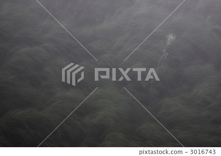 a single flower, morning haze, morning mist 3016743