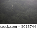 a single flower, morning haze, morning mist 3016744