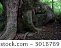 large tree, tree, power spot 3016769