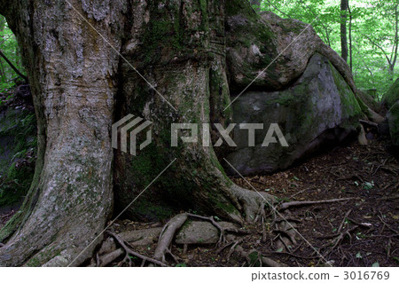 large tree, tree, power spot 3016769