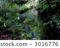 Male pond 3016776