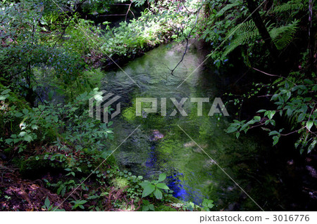 Male pond 3016776