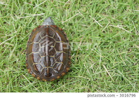 Cover dried ② 3016796