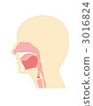 cross-section diagram, vocal cord, illustration 3016824