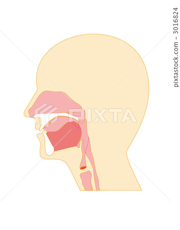 cross-section diagram, vocal cord, illustration 3016824