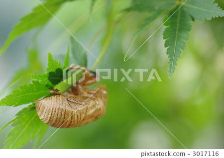 Cicadian shell 3017116