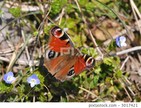 peacock butterfly, european peacock, butterfly 3017421