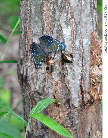 墨流蝶 羅鮑西娜稻米 金龜子科甲蟲 3017453