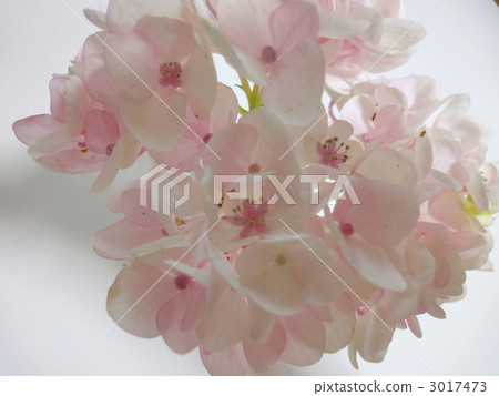 淺色繡球花 淺色繡球花 3017473
