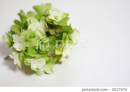 Kashiwaba繡球花 Kashiwaba繡球花 3017474