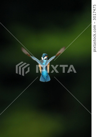 Hover kingfisher Hover kingfisher 3017475
