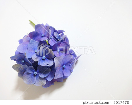 hydrangea hydrangea 3017478