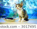 kitten 3017495