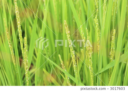 Rice 3017603