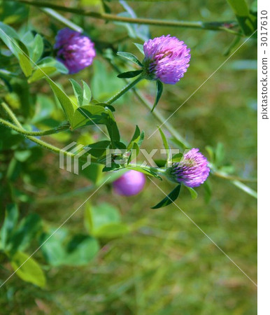 Red clover 3017610