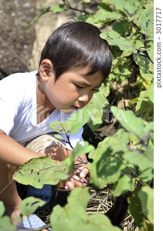 家庭花園 3017717