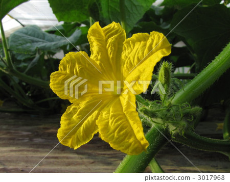 黃瓜花 3017968