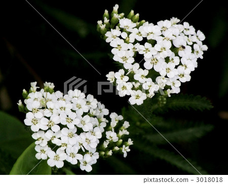 Saw Palmetto Saw Palmetto 3018018