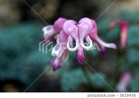 dicentra, dicentra peregrina, komakusa 3018456