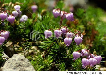 mountain heath, phyllodoce caerulea, tsugasakura of ezo 3018460