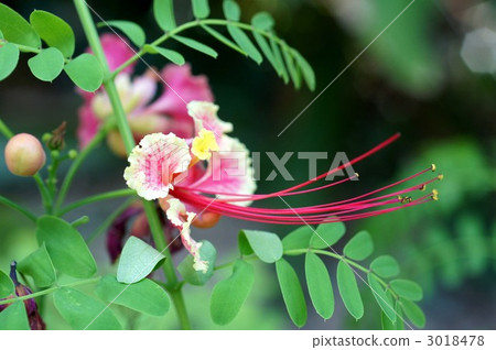 pride of barbados, caesalpinia pulcherrima, bloom 3018478