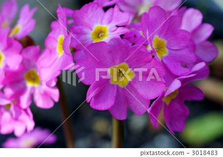 primula, primula julian, garden plant 3018483