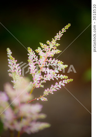 Astilbein的萌芽 3018510