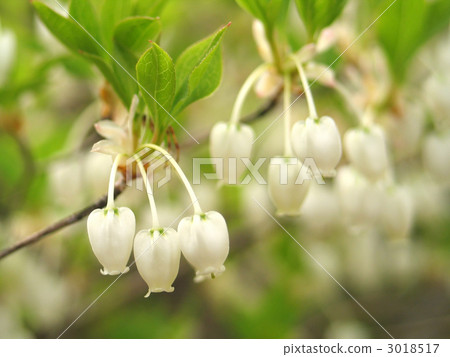 Daeda Dunziae Daeda Dunziae 3018517