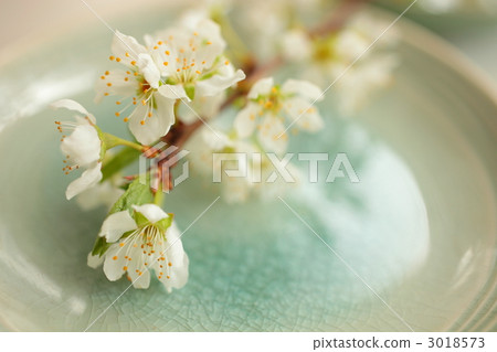 花朵 花 花卉 3018573