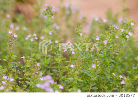 檸檬時間 檸檬時間 3018577