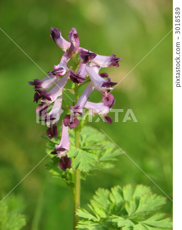 Murasaki Keman Murasaki Keman 3018589