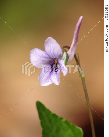 Naga Hasismle 3018591