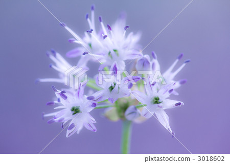 諾維爾花 3018602