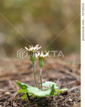 Senbon Yari Senbon Yari 3018628