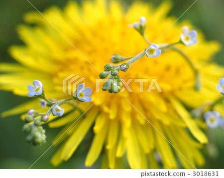 棉花浮石和黃瓜 棉花浮石和黃瓜 3018631