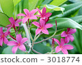 Plumeria (pink) 3018774